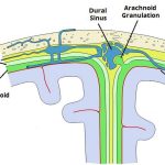 Pictures Of Arachnoid Membrane