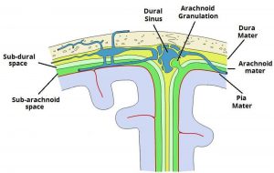 Pictures Of Arachnoid Membrane