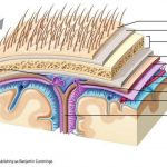 Pictures Of Arachnoid Membrane
