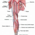 Pictures Of Arm Muscles