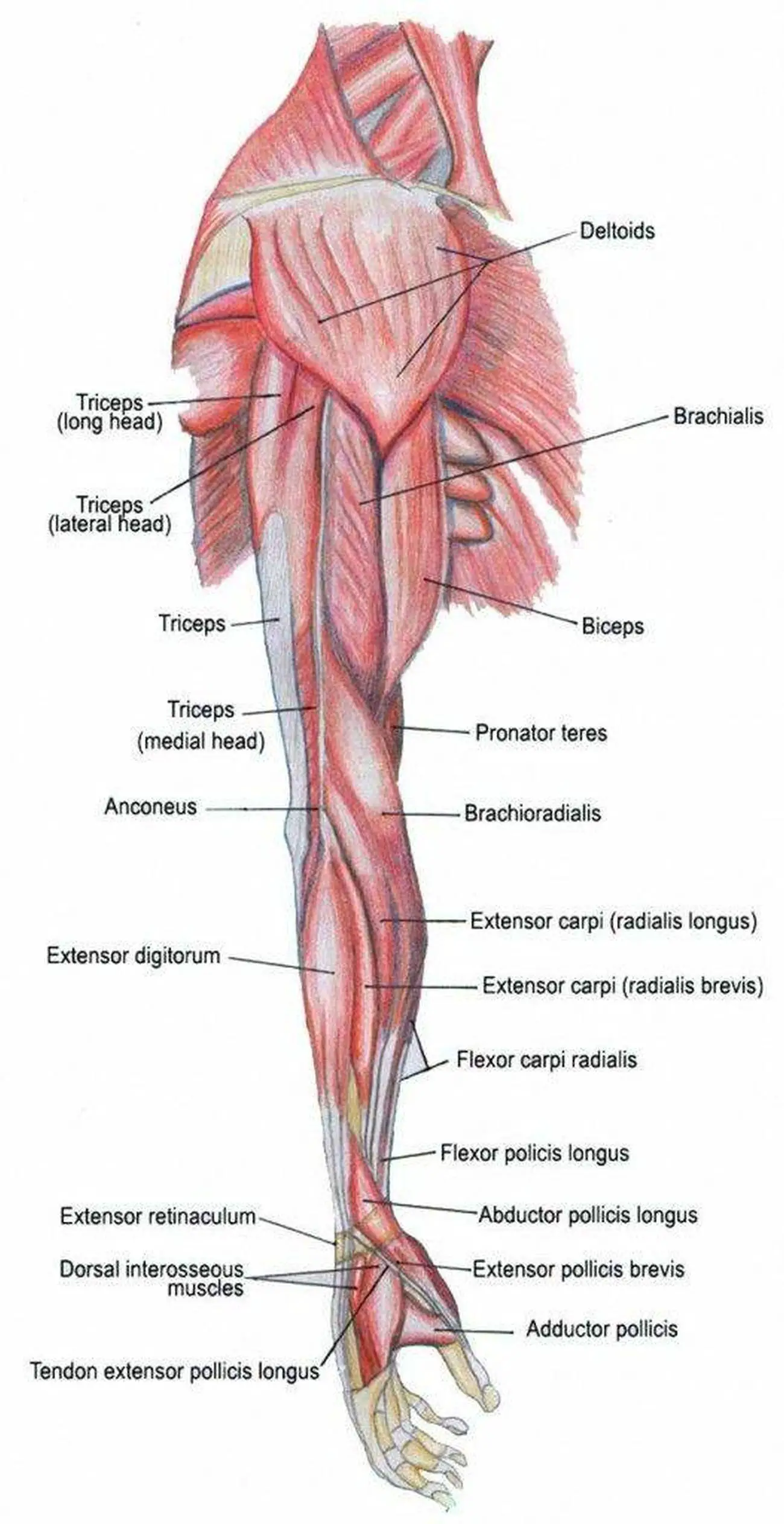 Pictures Of Arm Muscles