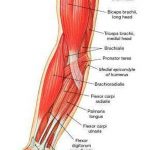 Pictures Of Arm Muscles