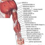 Pictures Of Arm Muscles