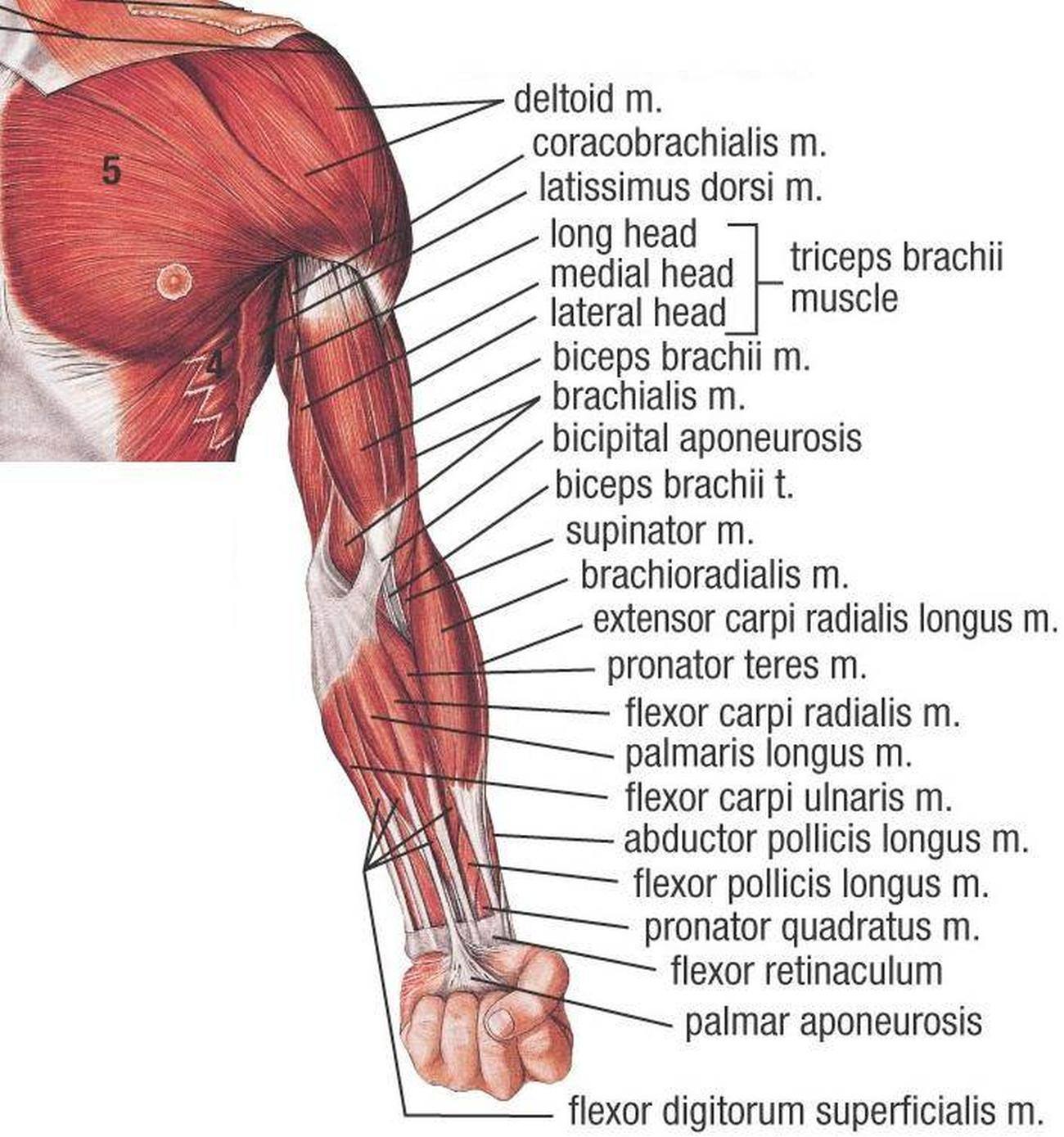 Arm Muscle Anatomy Diagram