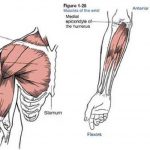 Pictures Of Arm Muscles