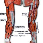 Pictures Of Arm Muscles