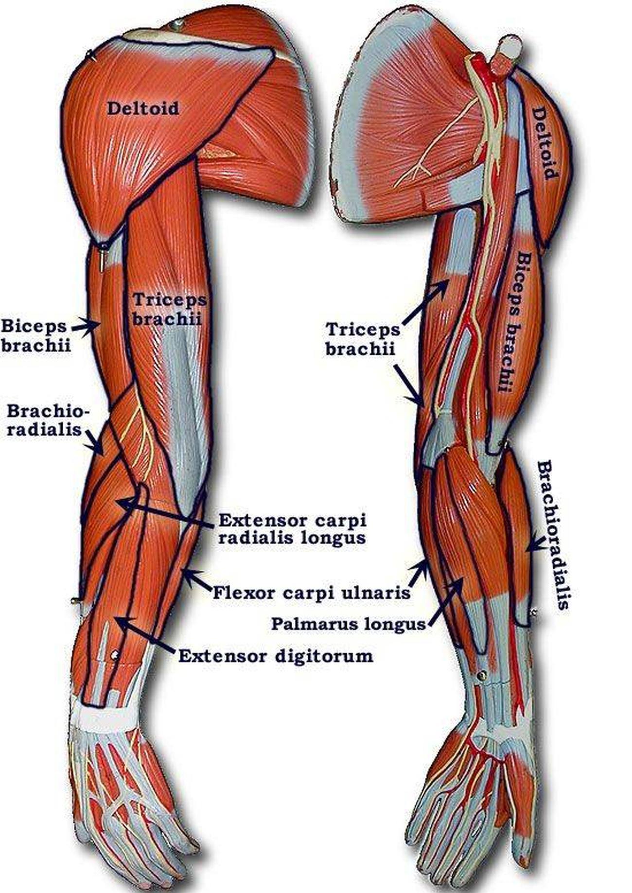 Pictures Of Arm Muscles