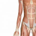 Pictures Of Arm Muscles