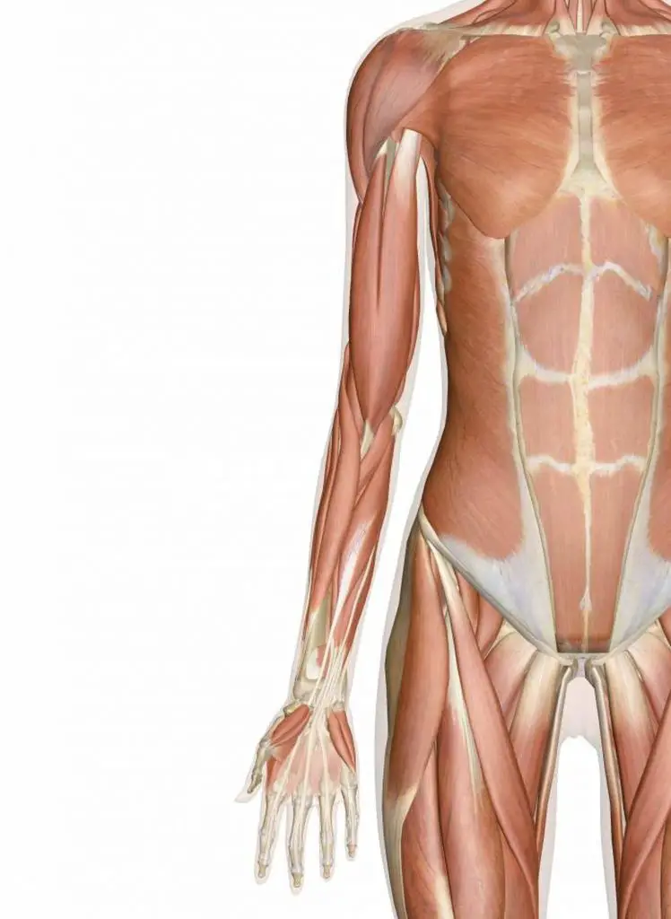Pictures Of Arm Muscles