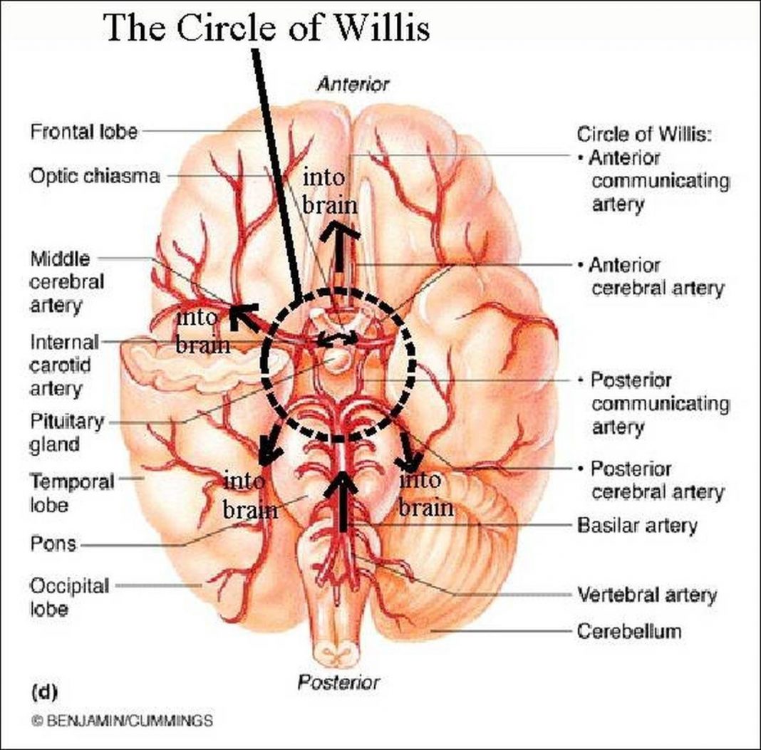 Circle of Willis. Chiasma.