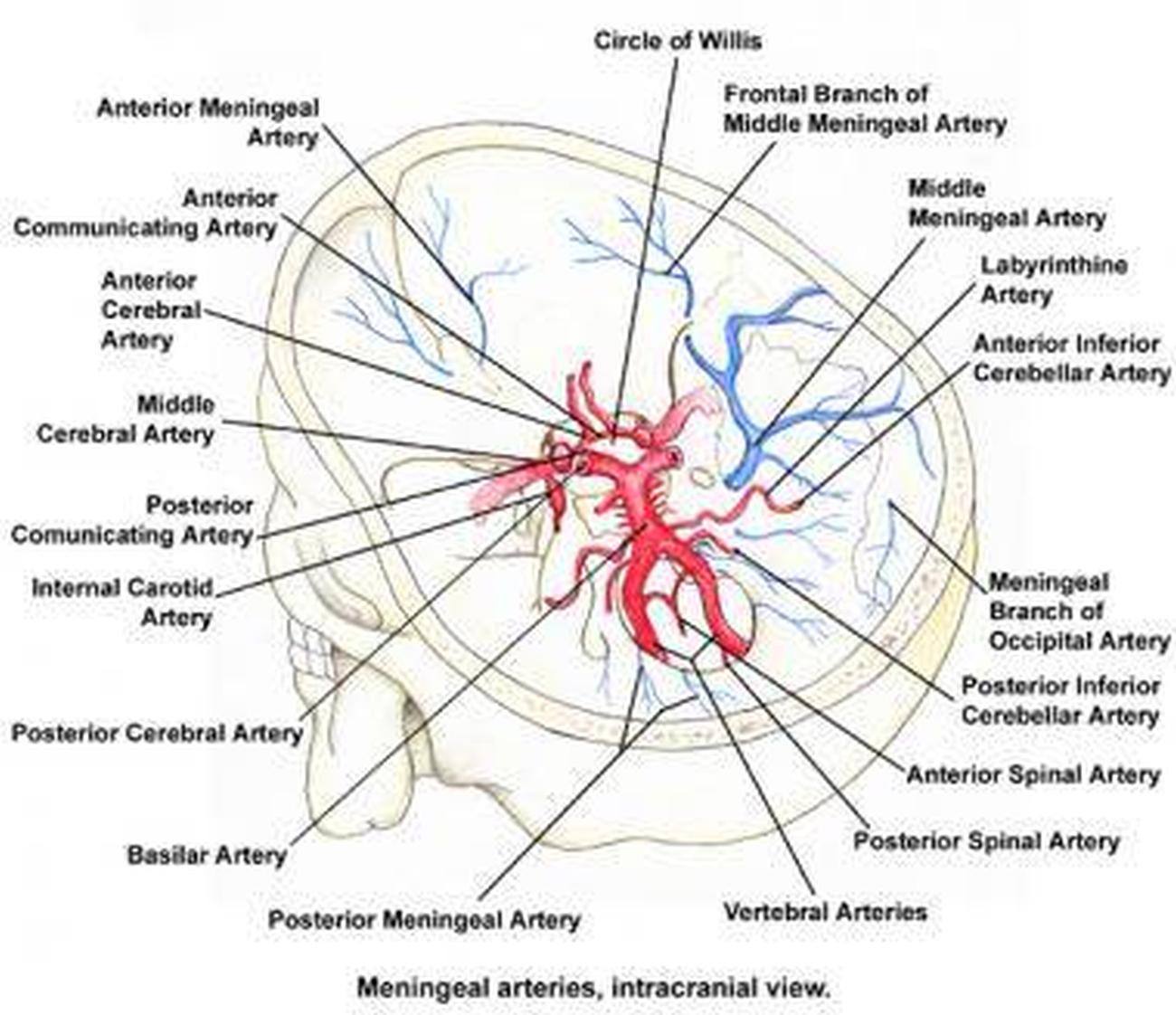 Pictures Of Arterial Circle
