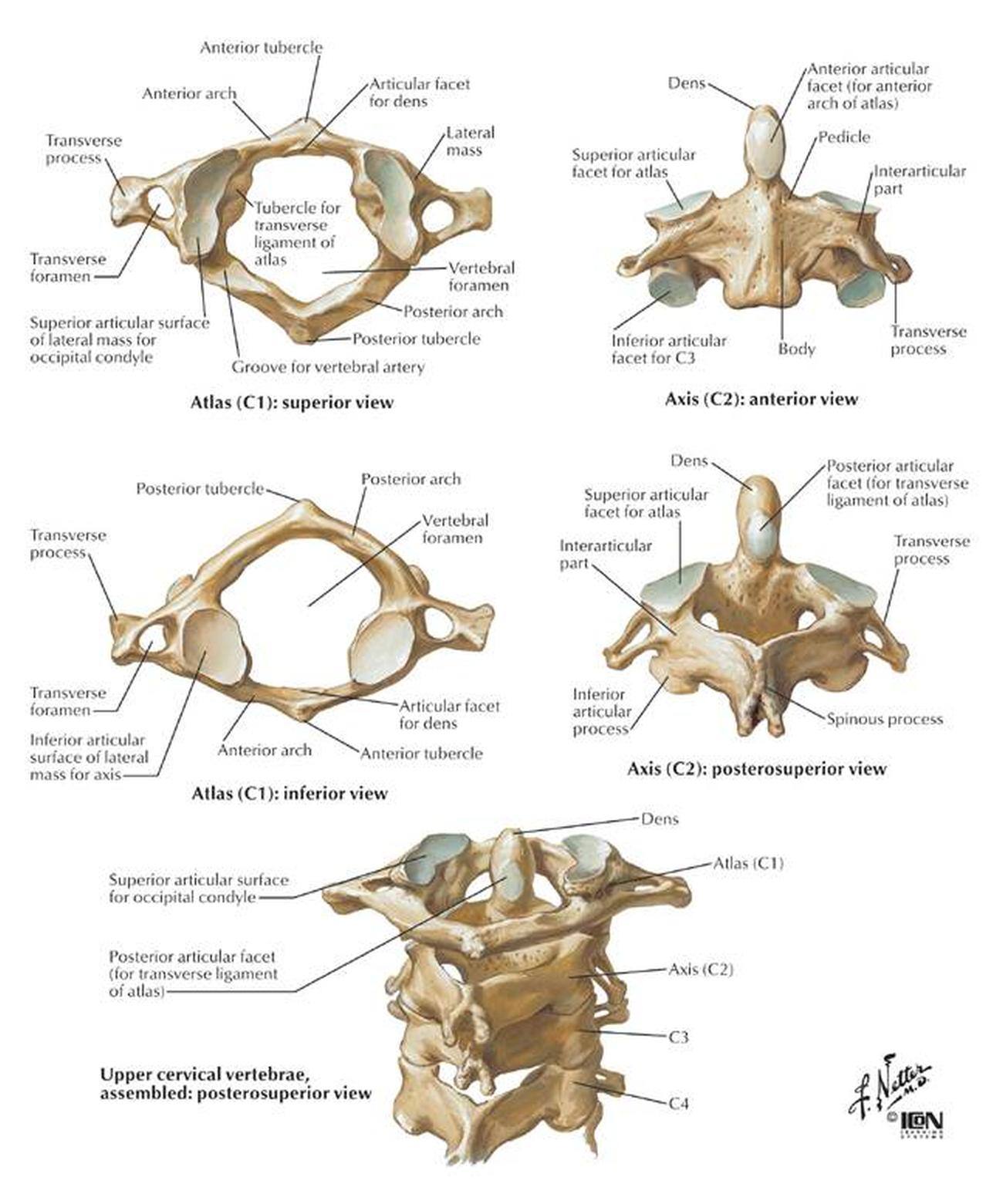 Diagram Of Atlas Vertebra