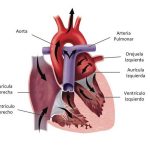 Pictures Of Atrial Appendage (auricle)