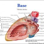 Pictures Of Atrial Appendage (auricle)