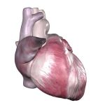 Pictures Of Atrial Appendage (auricle)