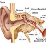 Pictures Of Auditory Tube