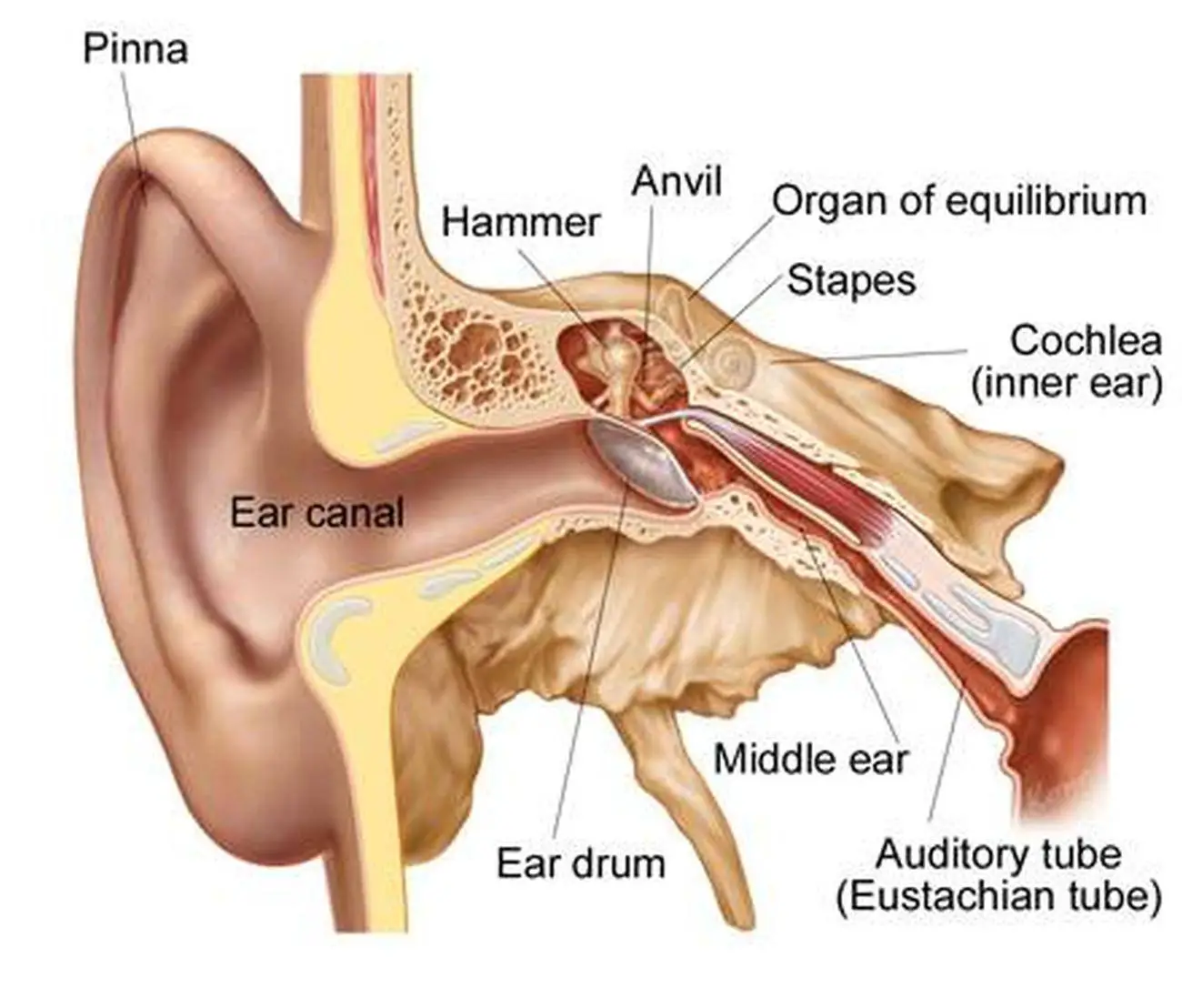 Pictures Of Auditory Tube
