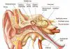 Pictures Of Auditory Tube