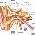 Pictures Of Auditory Tube
