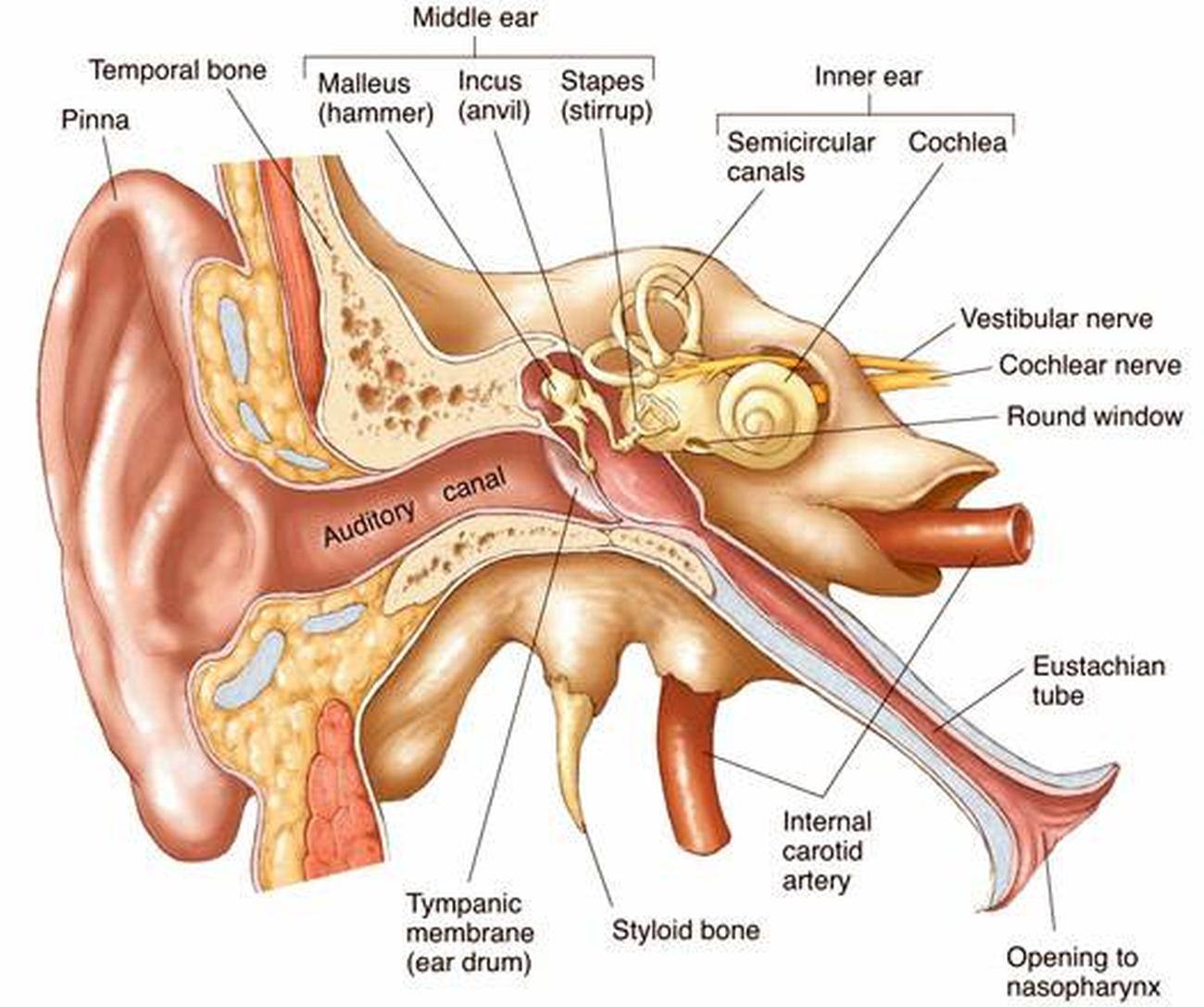 pictures-of-auditory-tube