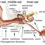 Pictures Of Auditory Tube