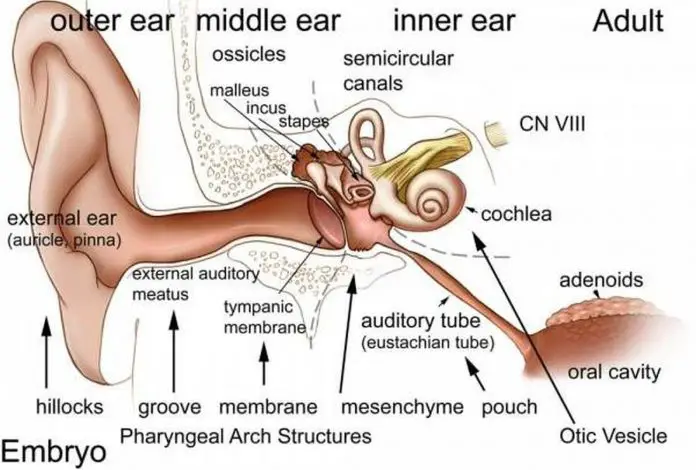 auditory tube anatomy