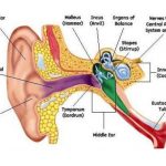 Pictures Of Auditory Tube