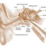 Pictures Of Auditory Tube