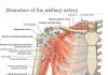 Pictures Of Axillary Artery