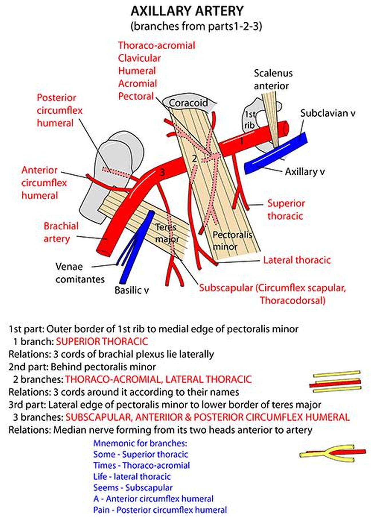 Pictures Of Axillary Artery