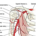 Pictures Of Axillary Artery