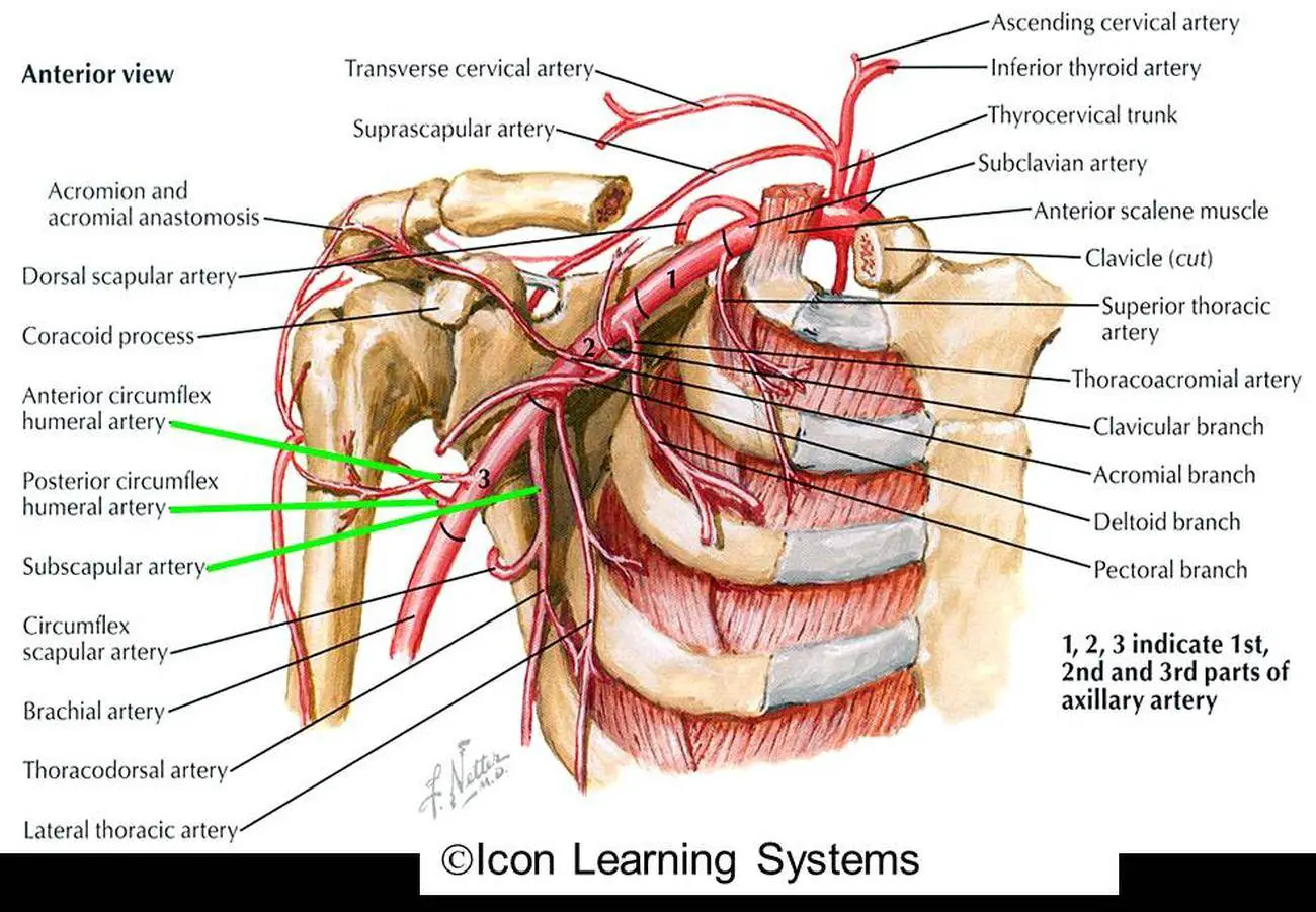 Pictures Of Axillary Artery