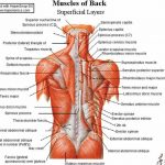 Pictures Of Back Muscles
