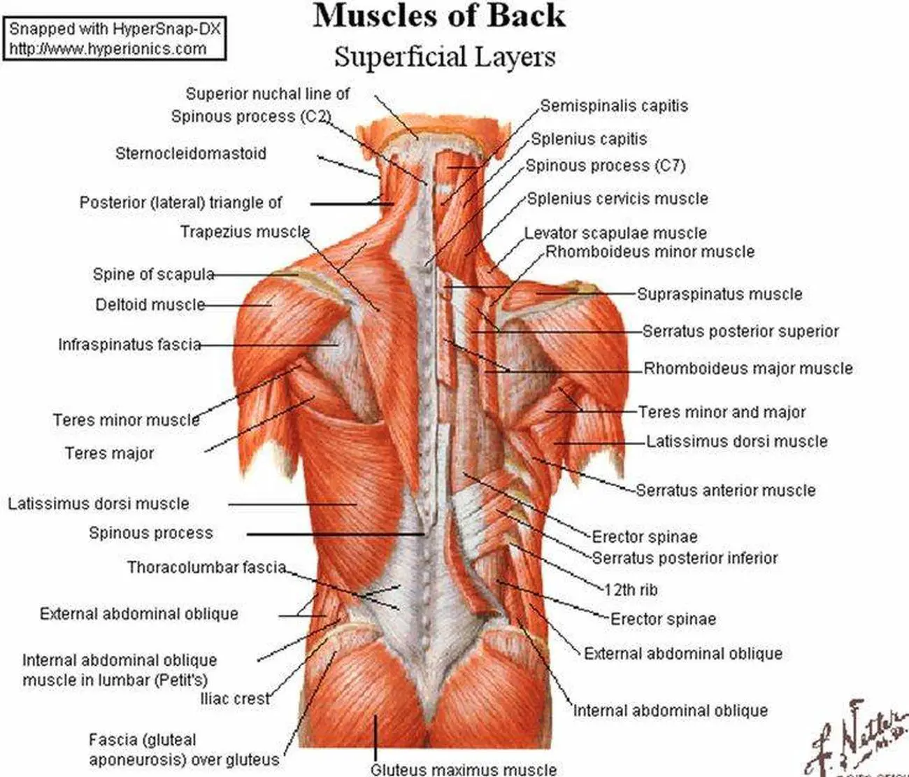 Pictures Of Back Muscles