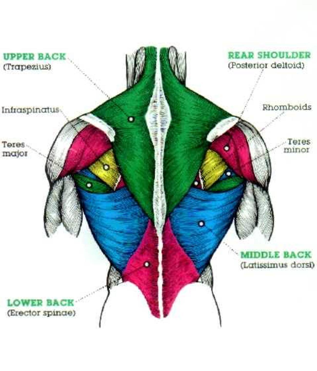 Back Muscles Labeled Diagram At Inez Smith Blog