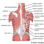 Pictures Of Back Muscles