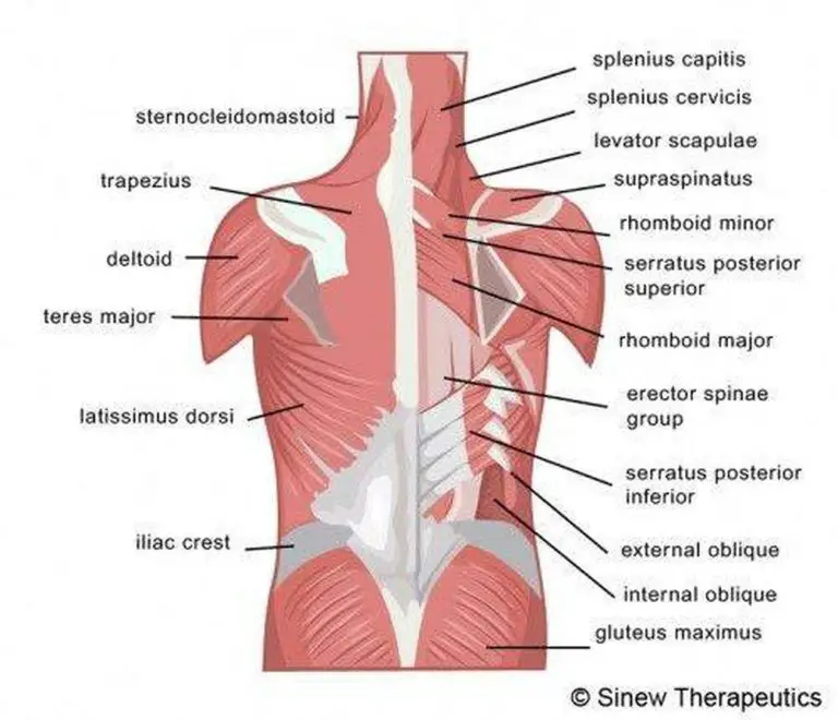 Pictures Of Back Muscles