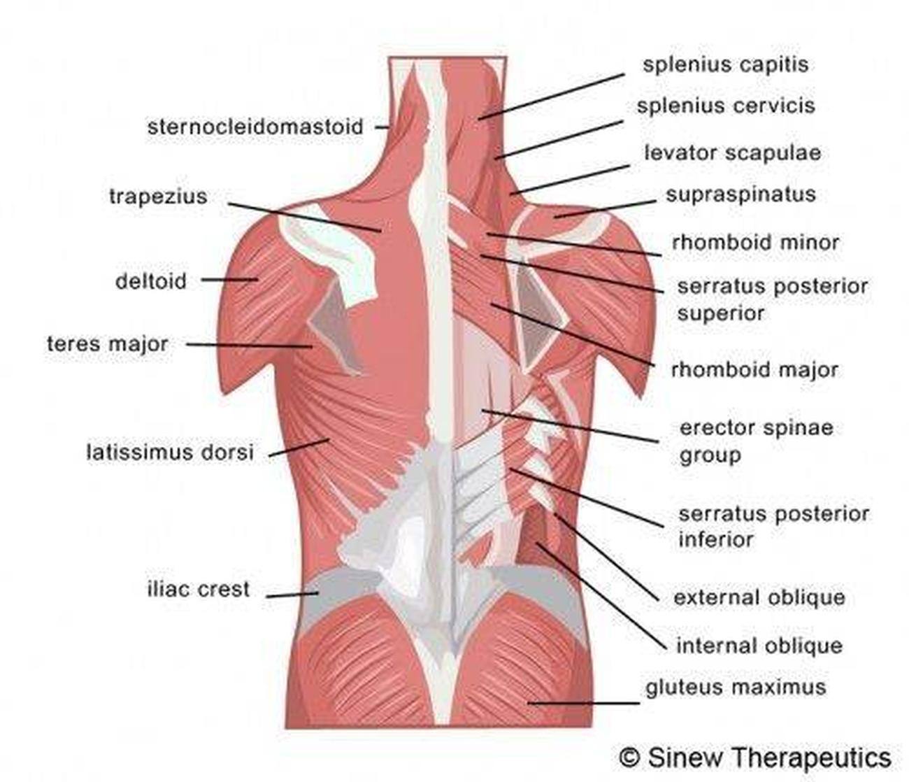 spine muscle anatomy