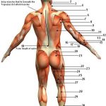 Pictures Of Back Muscles