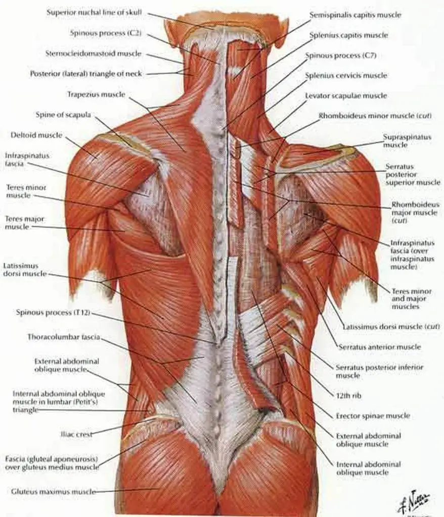 lower back anatomy pictures