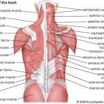 Pictures Of Back Muscles