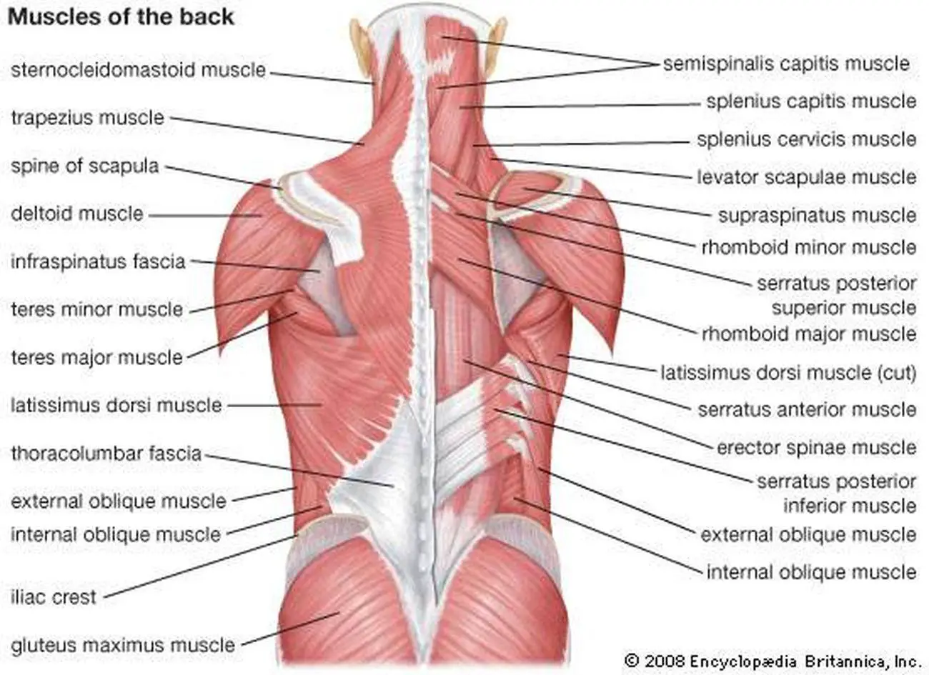 Pictures Of Back Muscles