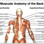 Pictures Of Back Muscles