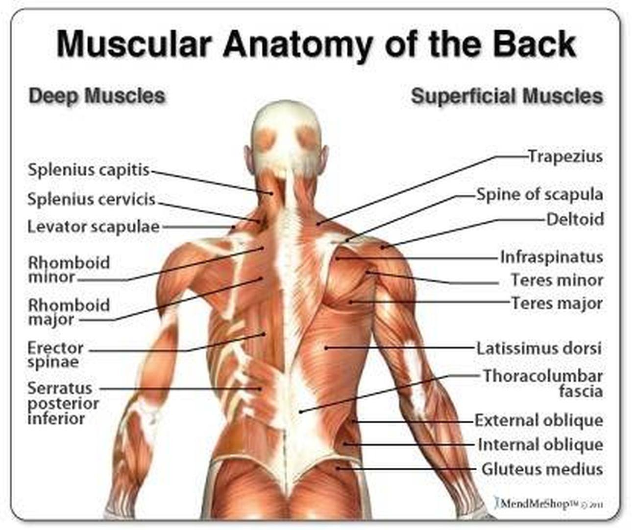 Pictures Of Back Muscles