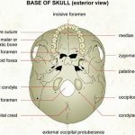 Pictures Of Base Of Skull