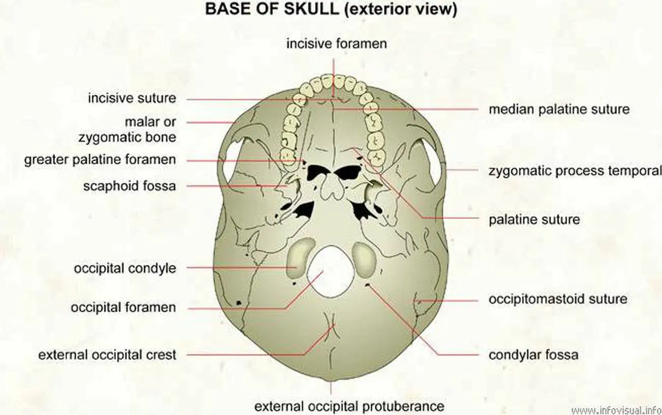 Pictures Of Base Of Skull