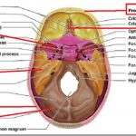 Pictures Of Base Of Skull