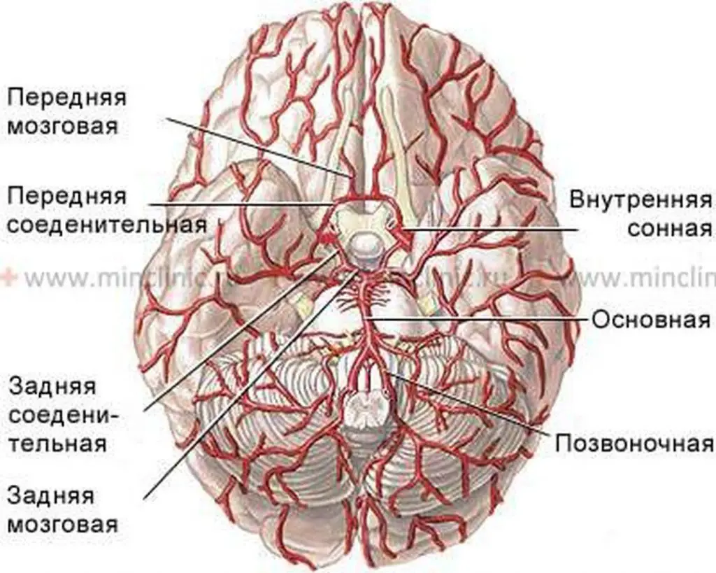 Pictures Of Basilar Artery