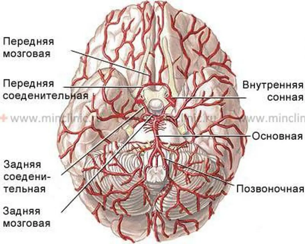 Артерии мозга симптомы. Артерии головного мозга. Задняя мозговая артерия. Основная артерия головного мозга. Передняя мозговая артерия.