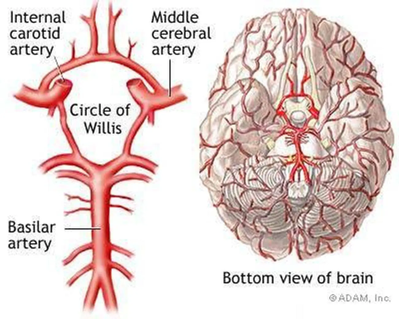 Pictures Of Basilar Artery